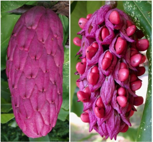 magnolia-fruits-friedman